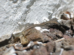 27593 Lizard in apartment's garden.jpg